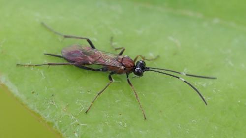 Ischnus agitator